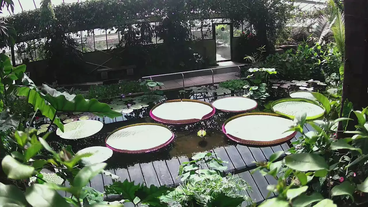 World’s largest water lily is a species of its own