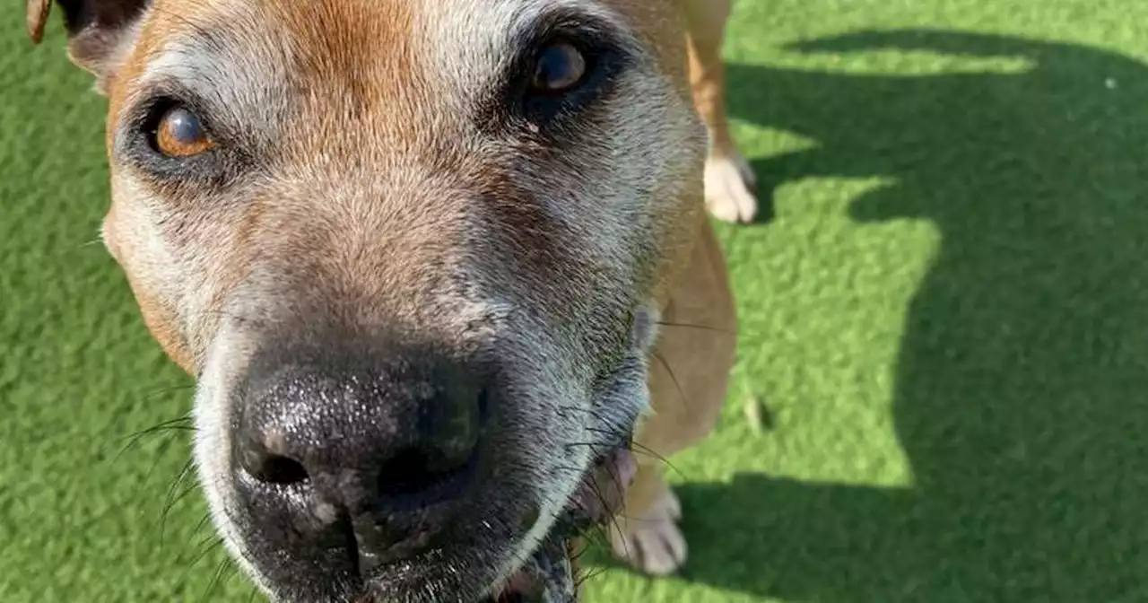 Smiley Staffie who loves cuddles looking for retirement home