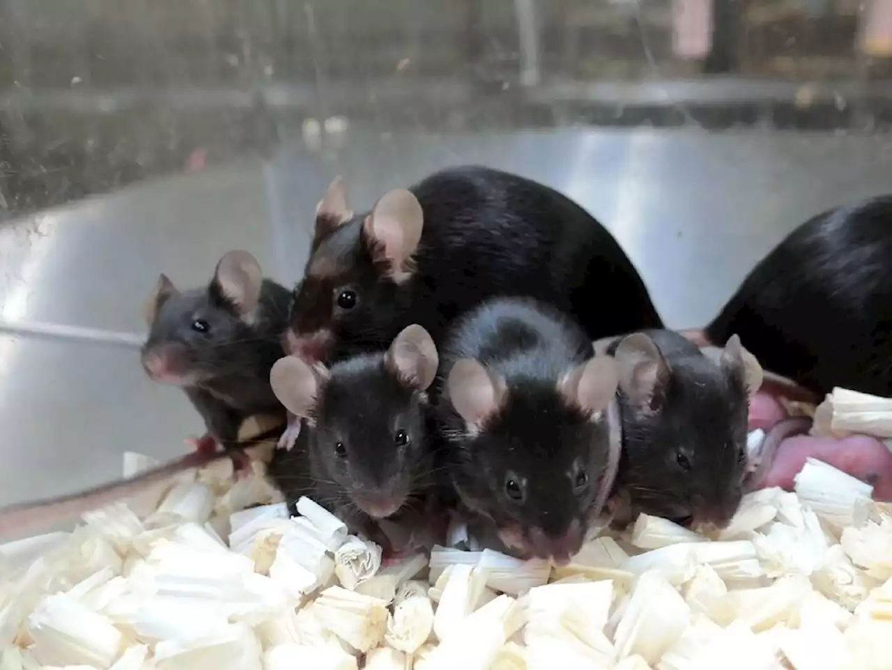 Freeze-dried mice: How a new technique could help conservation