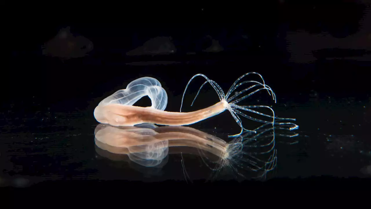 Here’s how sea anemones launch their venomous stingers