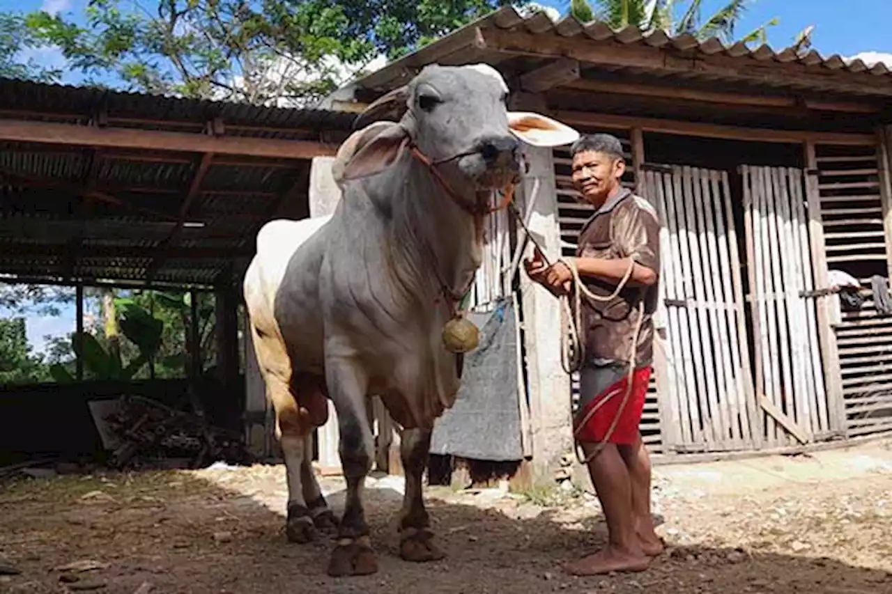 Harga Puluhan Juta, Ini Wujud Sapi Jumbo Milik Peternak di Boyolali