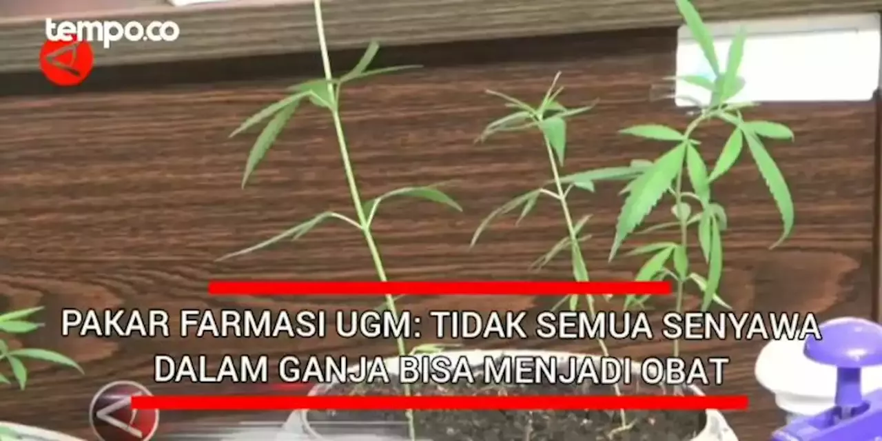 Pakar Farmasi UGM: Tidak Semua Senyawa Dalam Ganja Bisa Dijadikan Obat ...