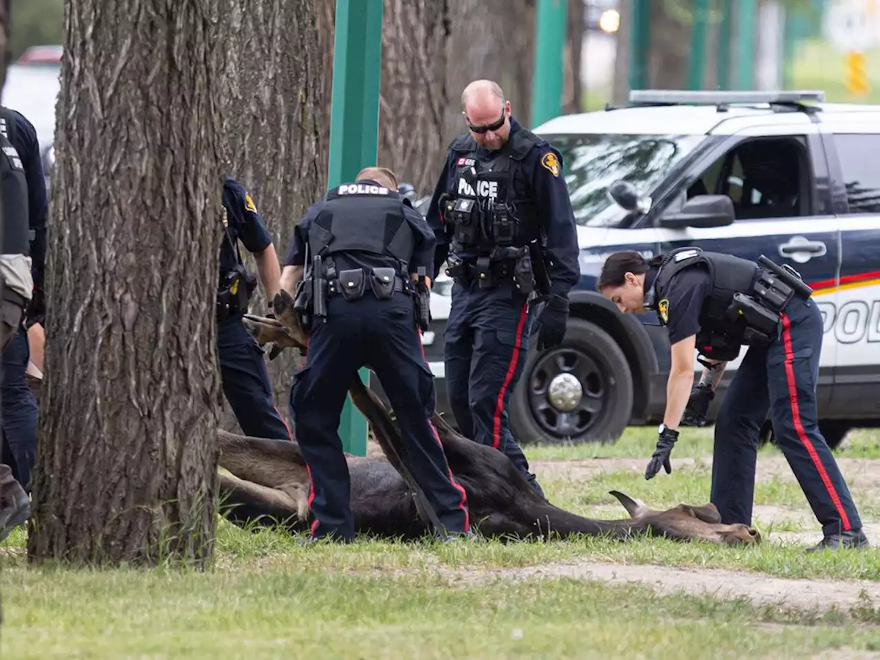 Pair of 'moose at large' captured by conservation officers