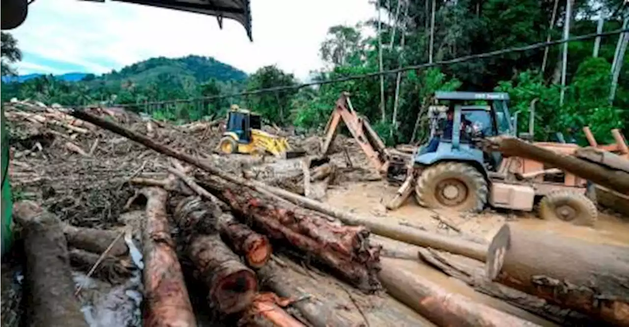 Floods: Musang King planting project in Gunung Inas must be stopped