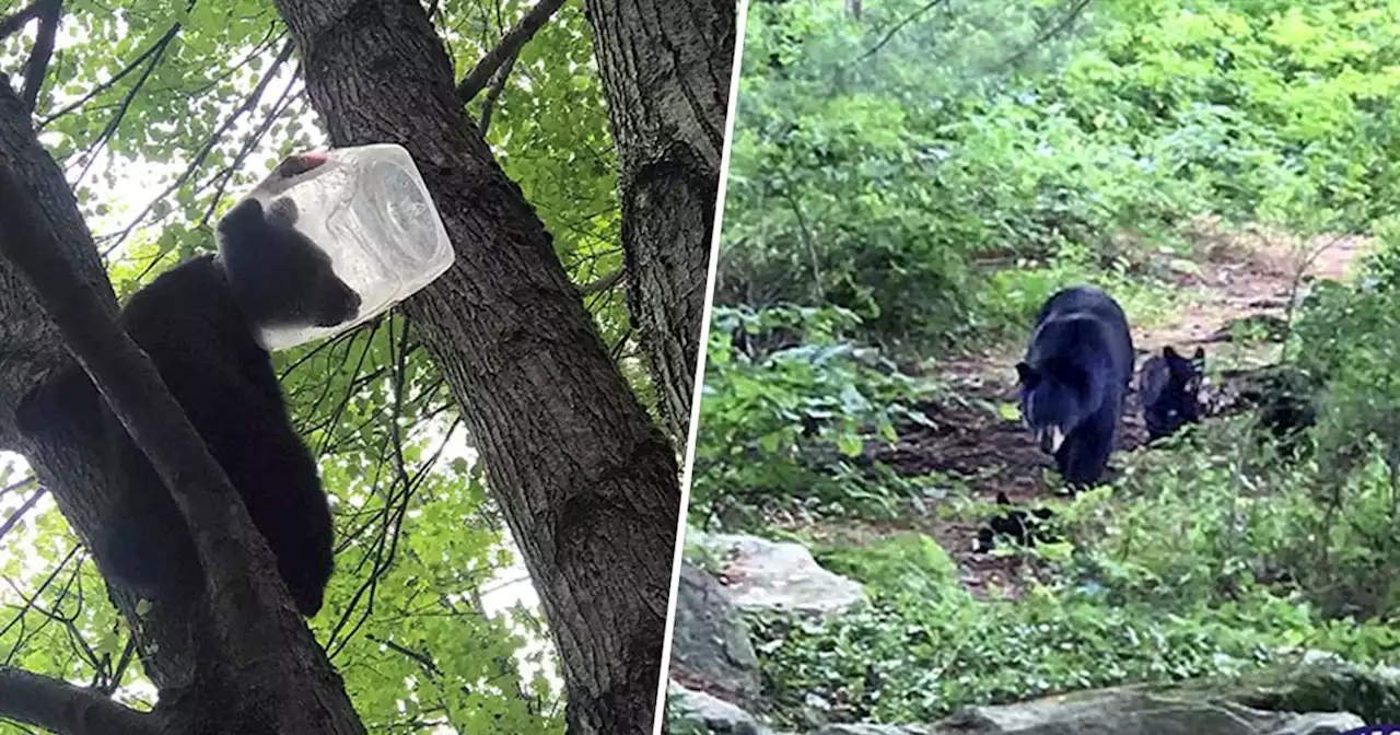 Bear cub is rescued after getting its head stuck in a plastic jug