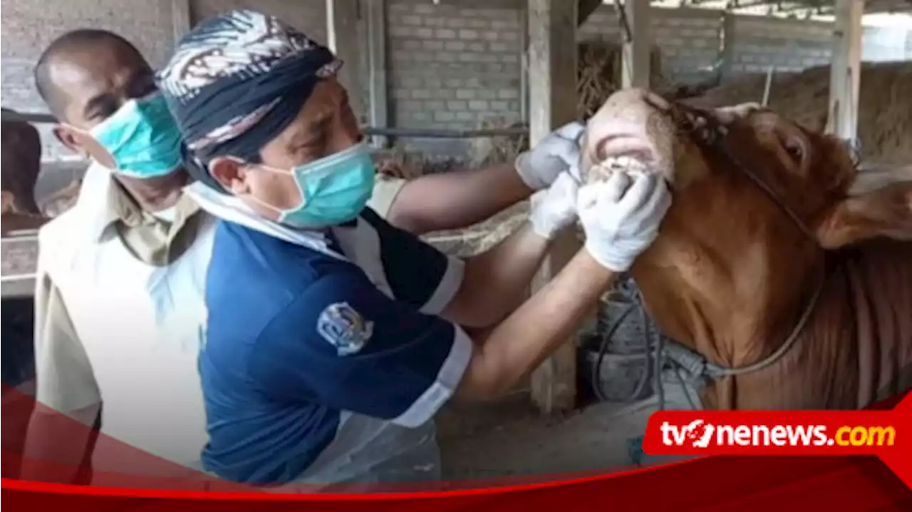 Pastikan Hewan untuk Kurban Sehat Jelang Idul Adha, DKPP Madiun Cek Kesehatan Sapi di Peternakan