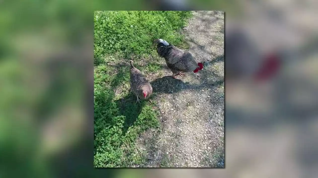 Man accused of killing neighbor’s rooster claims self-defense