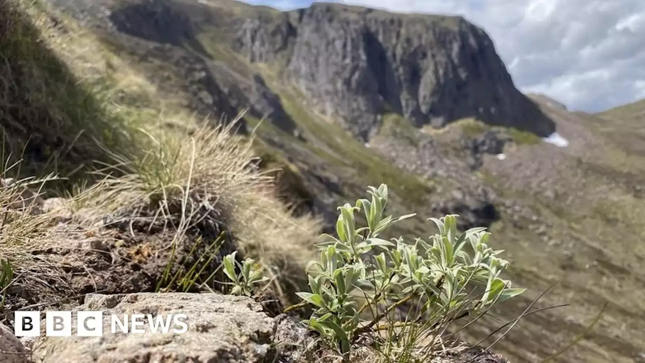 Recording Scotland's extreme high-altitude trees