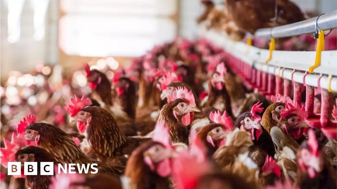 NI farming: 'Fabricated documents' used in poultry applications