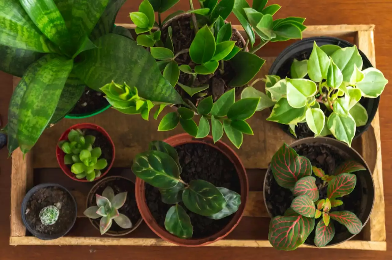 5 House Plants That Don't Need Sunlight — Best Life