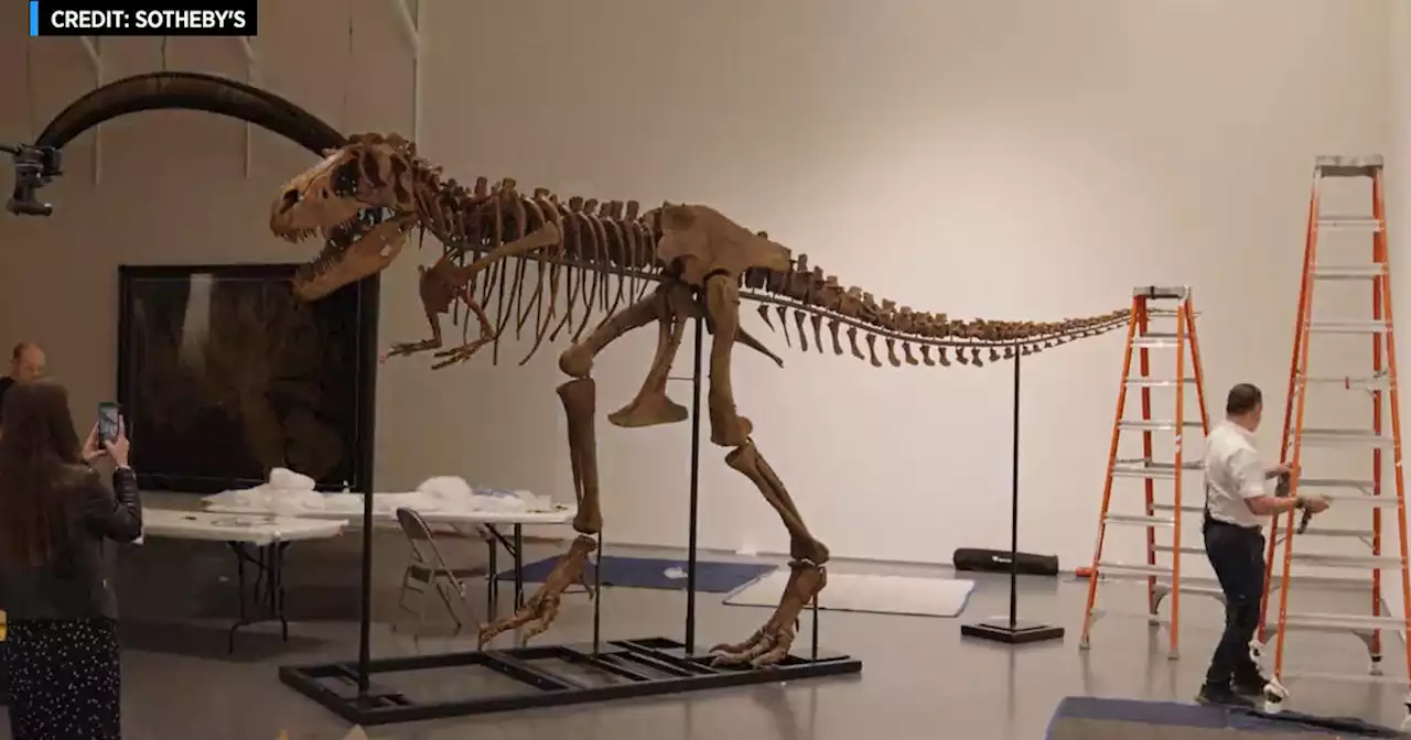 76 million-year-old dinosaur skeleton to be auctioned in NYC