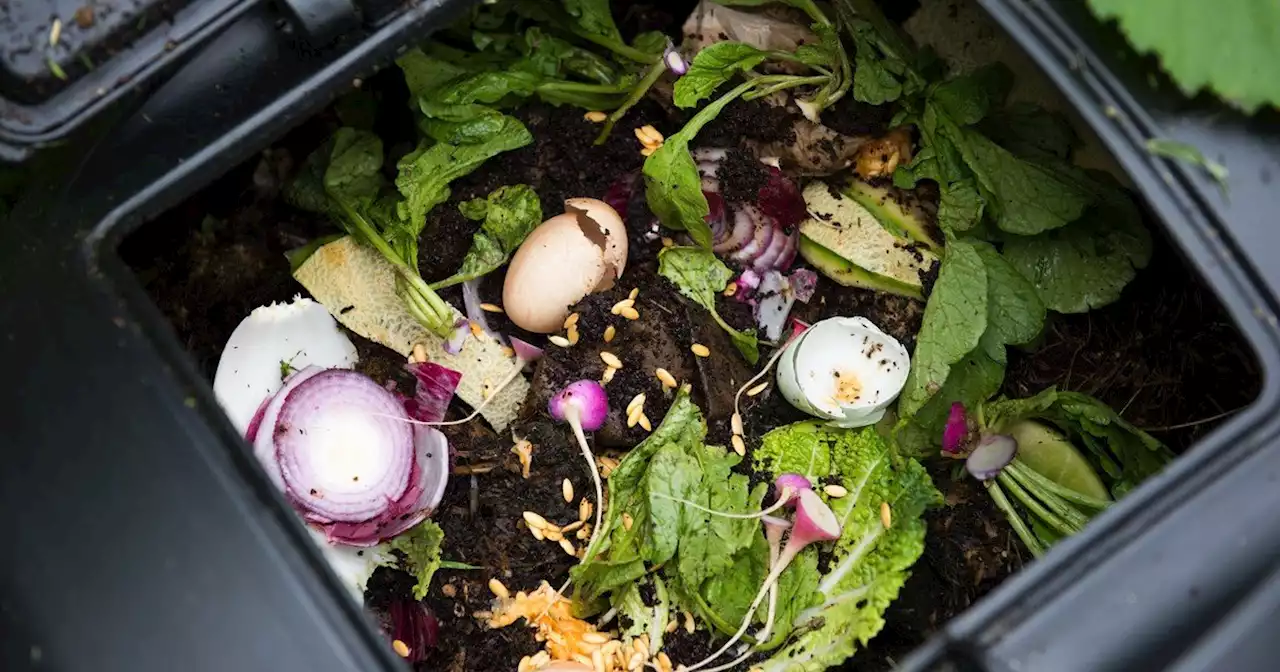 Compost: qué es y cómo puedo hacerlo en casa