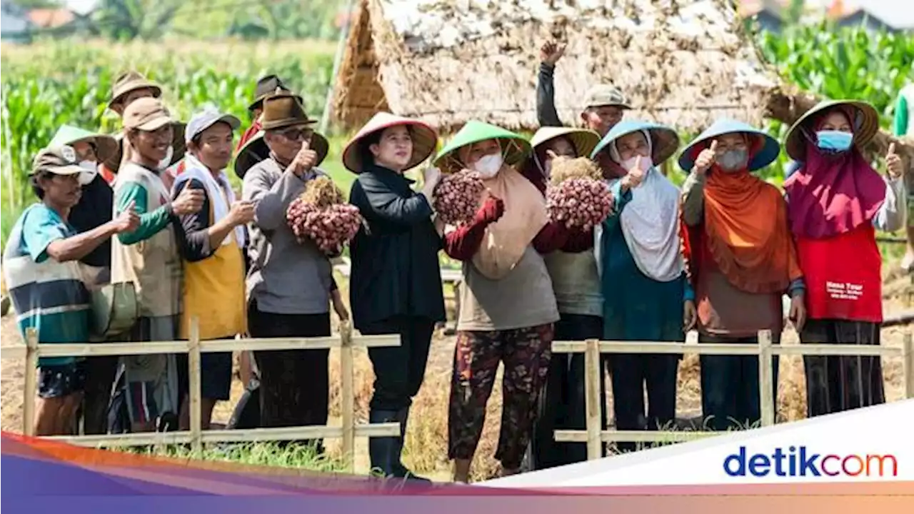 Momen Puan Tanam Bawang Bersama Petani Brebes