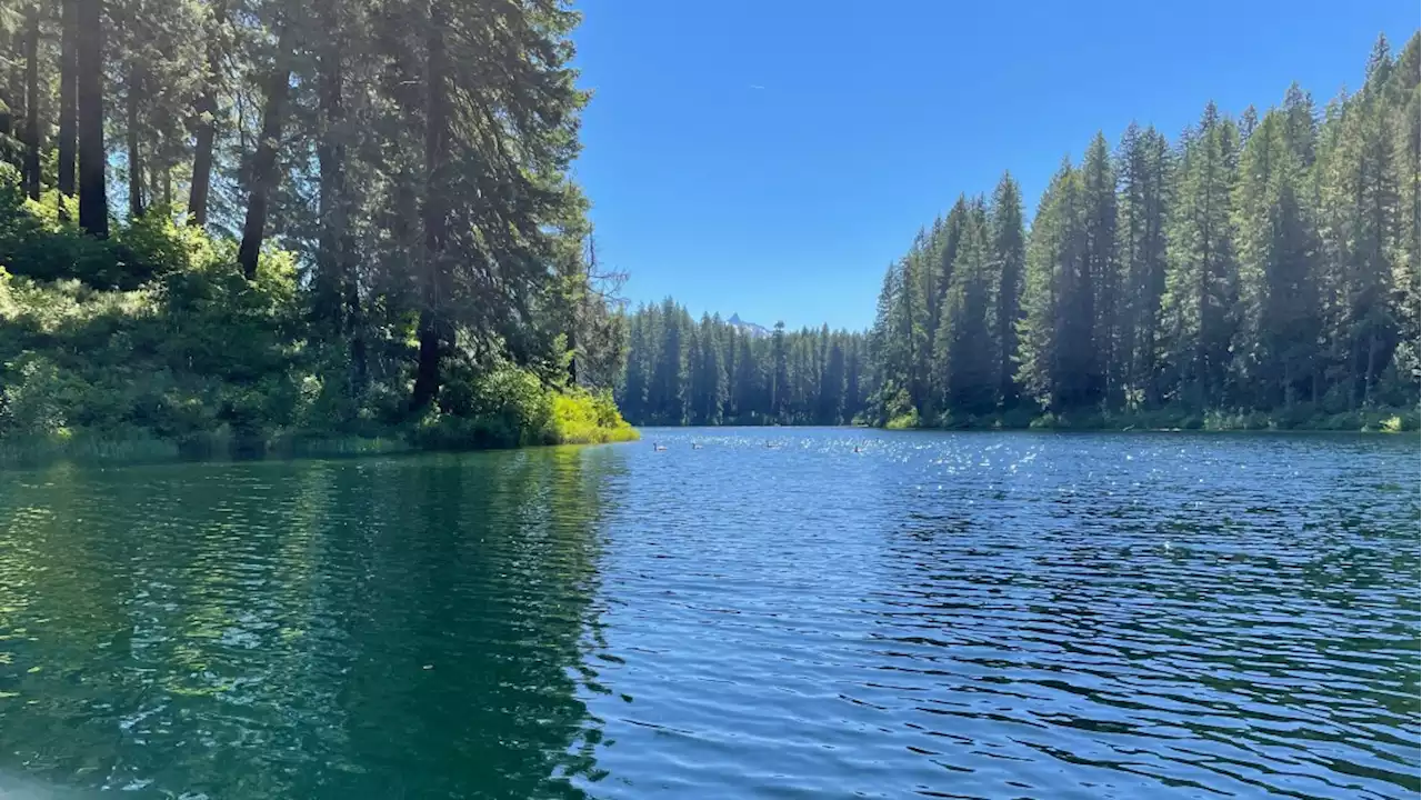 Visiting a Submerged 3,000-Year-Old Forest in Oregon