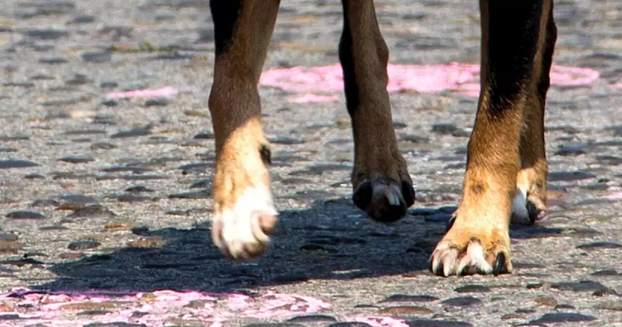 Dog dies after being left in hot car in Salt Lake City for over an hour