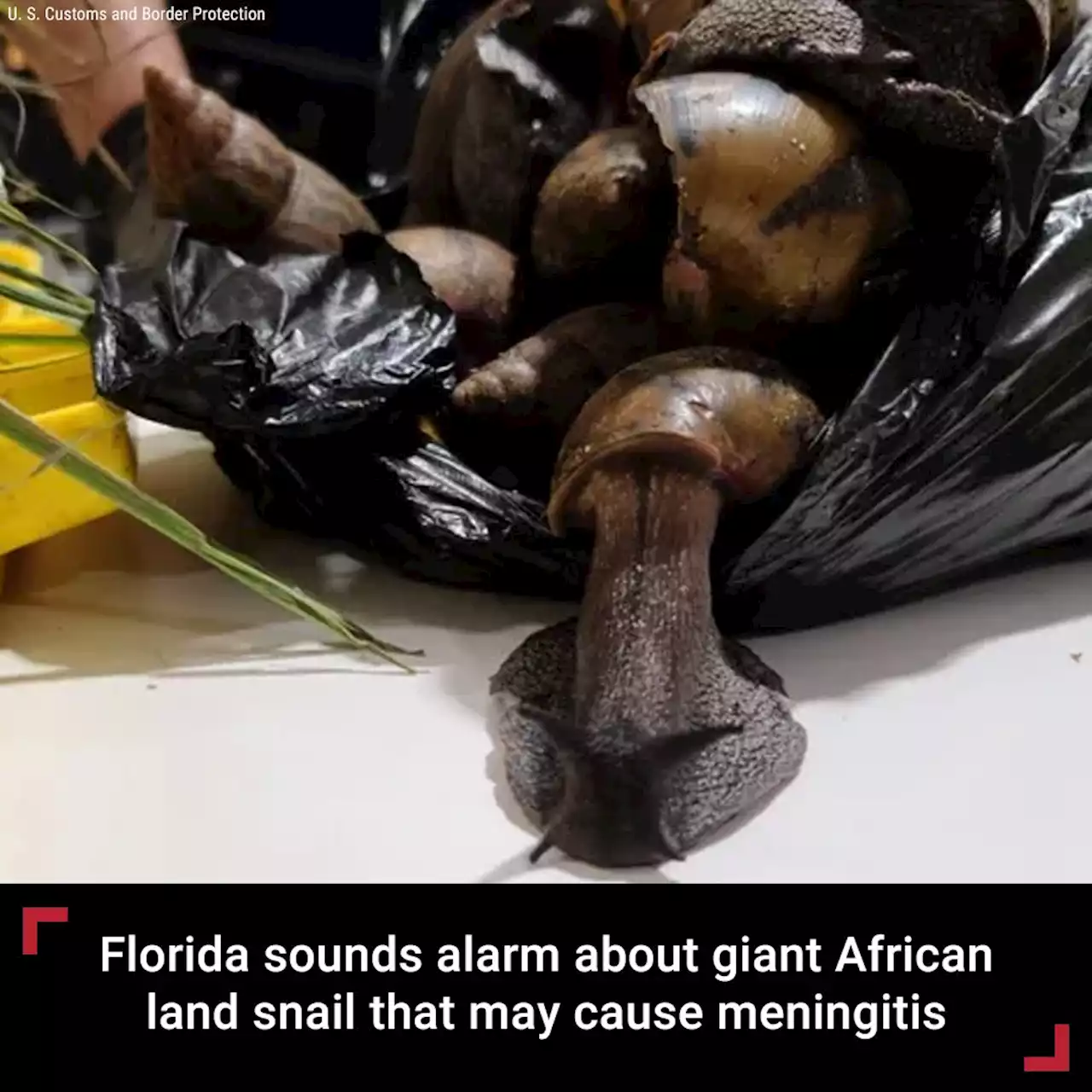 Florida warns residents of giant African land snail that may cause meningitis in humans: report