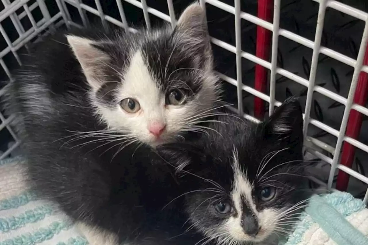 Kitten dies while three others in 'poor condition' after being found by canal