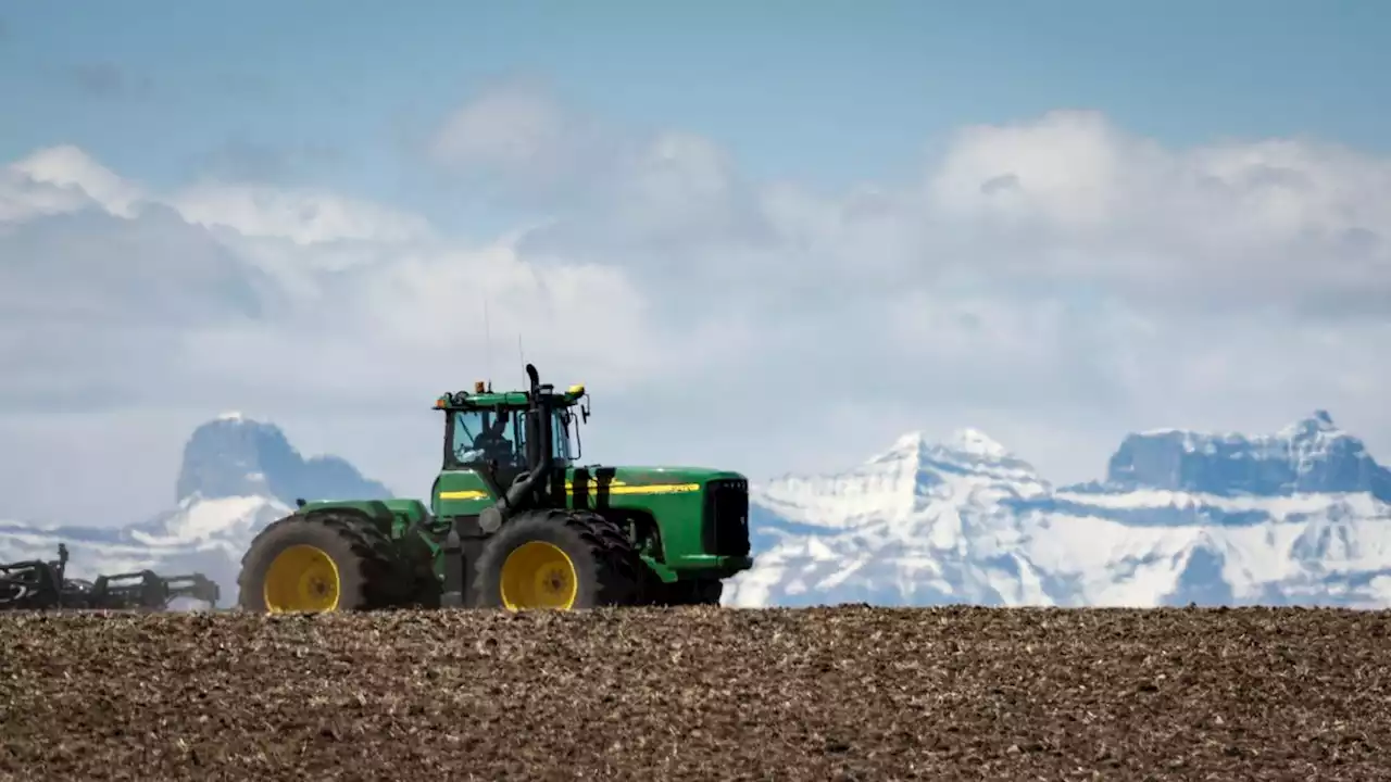 Farmers plant a record amount of wheat, prompted by surging prices