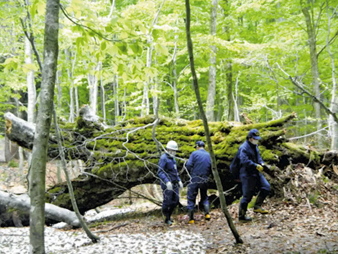 倒れた「４００年ブナ」撤去せず保存へ…「森の巨人たち百選」選出の白神山地のシンボル - トピックス｜Infoseekニュース