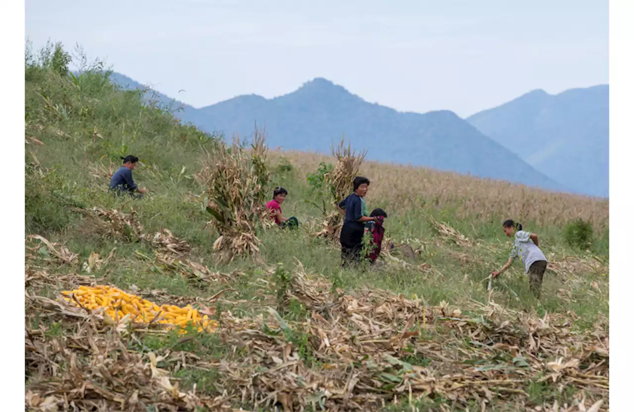 干ばつ・コロナ拡散・水害、北朝鮮の食料生産に「赤信号」 - トピックス｜Infoseekニュース