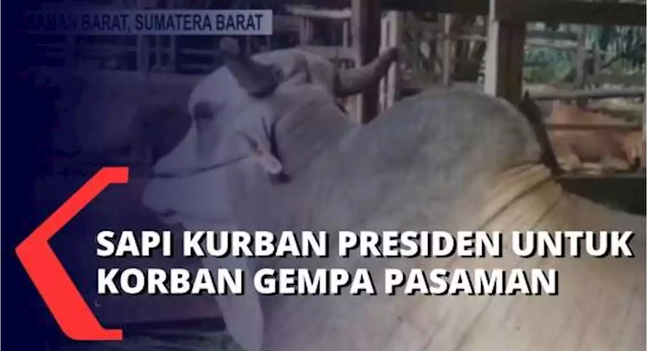 Jelang Idul Adha, Presiden Jokowi Beli Sapi Kurban Seberat 864 Kg untuk Korban Gempa Pasaman