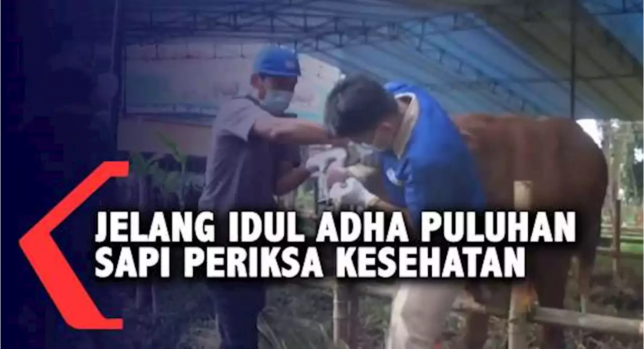 Jelang Idul Adha Puluhan Sapi Periksa Kesehatan