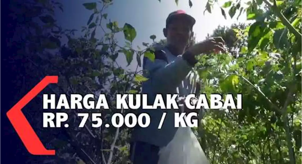 Petani Jual Cabai Rawit Rp. 75.000 / Kilogram