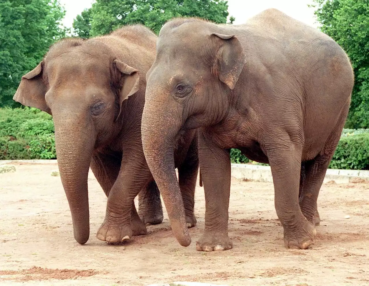 Our much loved Blackpool Zoo is 50 - have a look at its most memorable moments