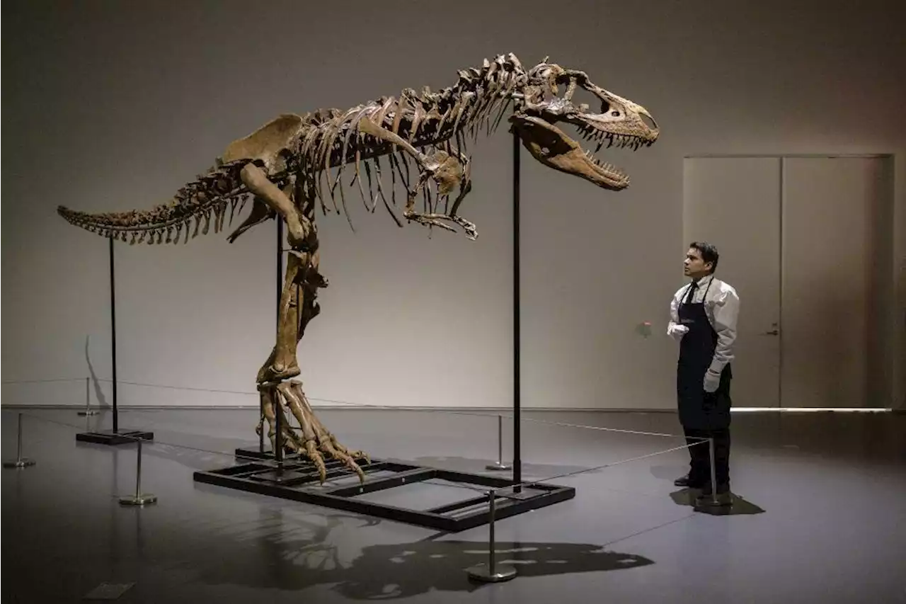 Gorgosaurus tipped to fetch US$8m at New York auction