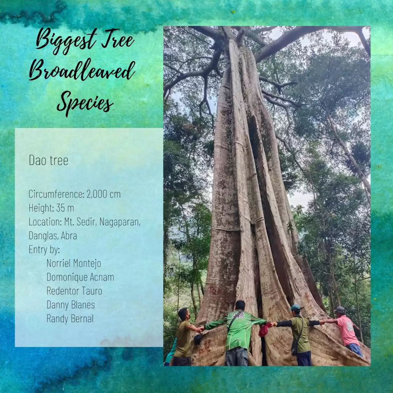 Biggest trees in Cordillera region found through search contest