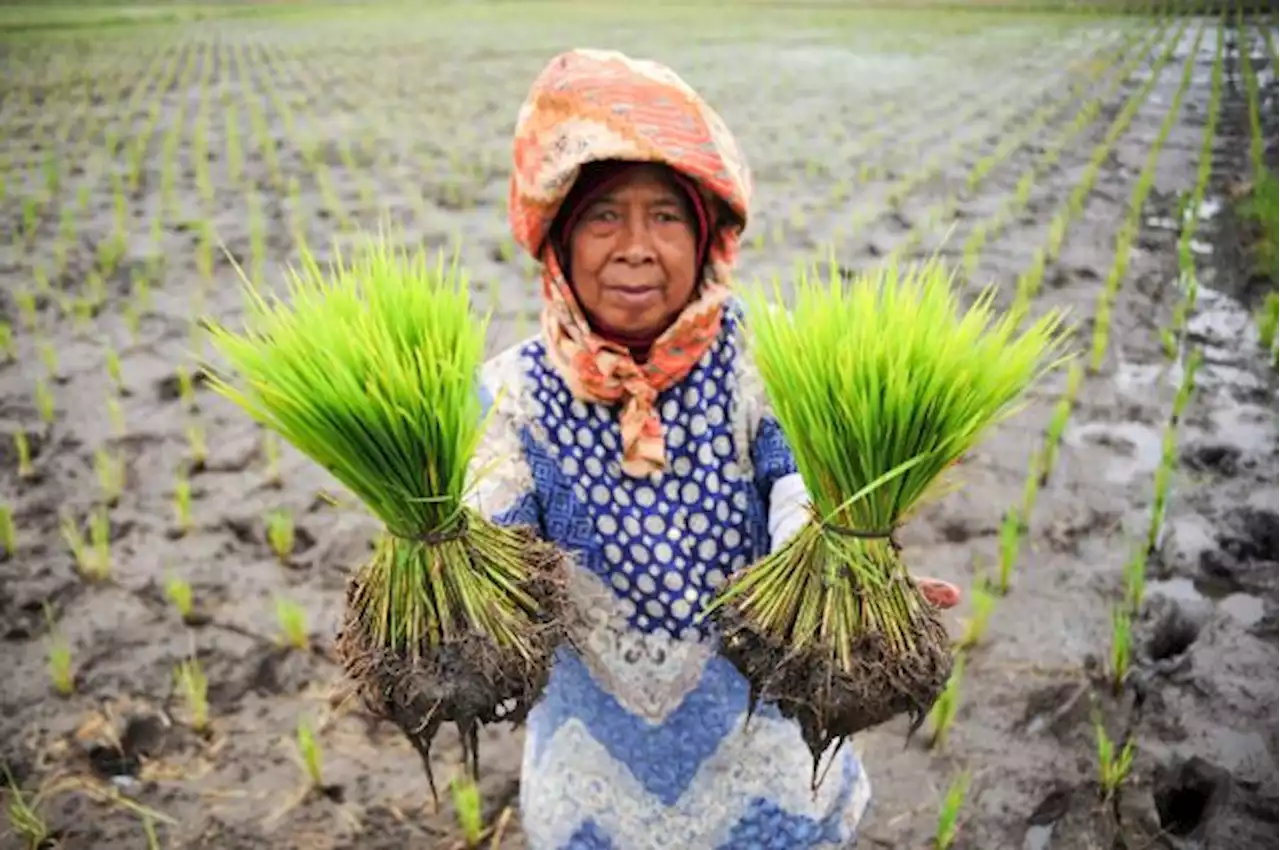 Perubahan Iklim Tuntut Adanya Inovasi pada Pangan