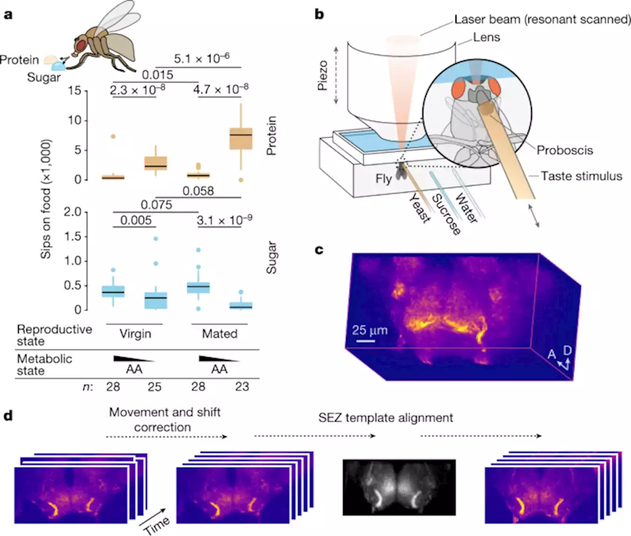 The neuronal logic of how internal states control food choice - Nature