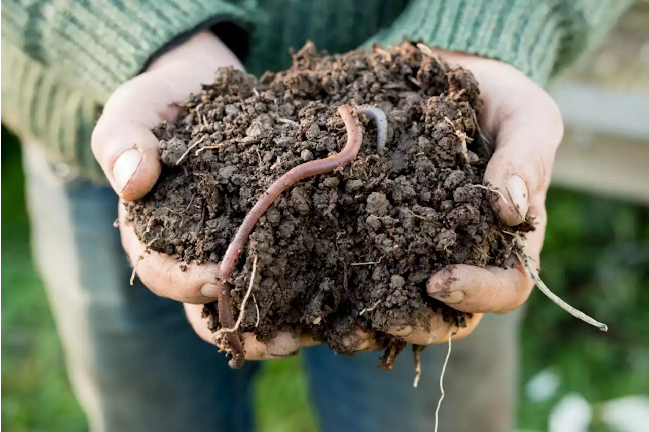 Asian jumping worms are a thing: Here’s how to keep them out of your garden