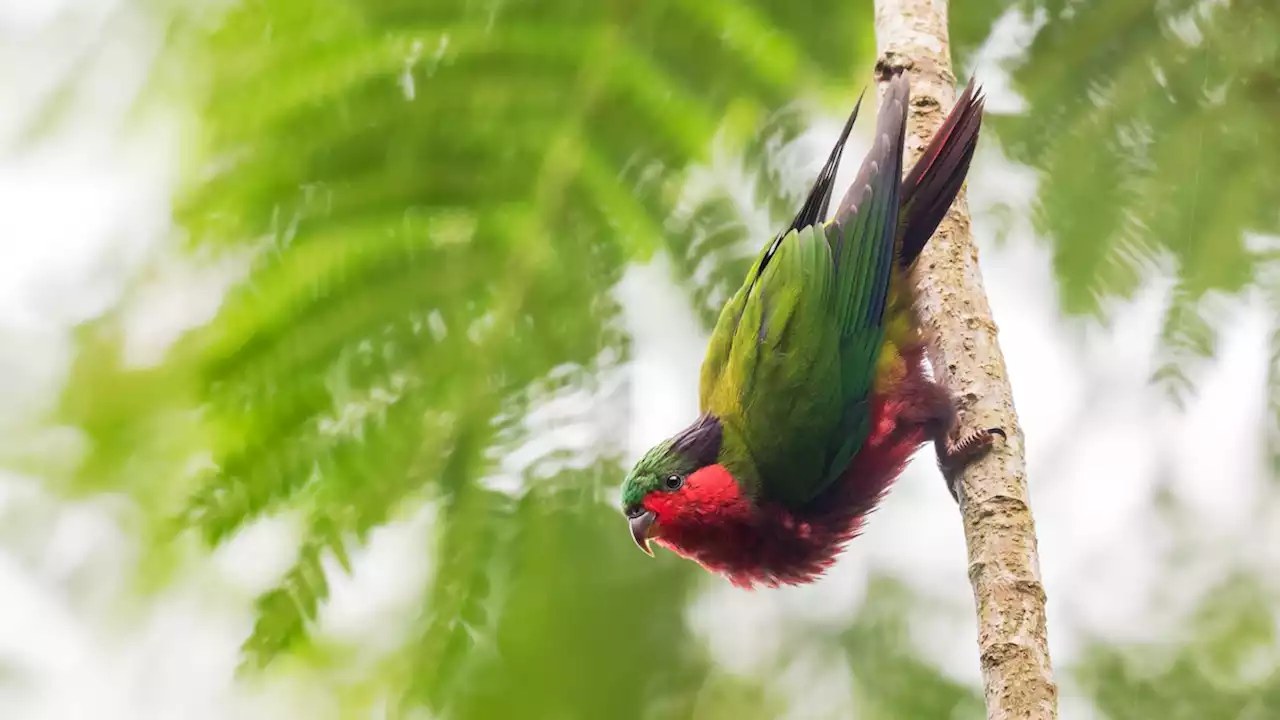 How one tiny island is rallying to save a critically endangered parrot