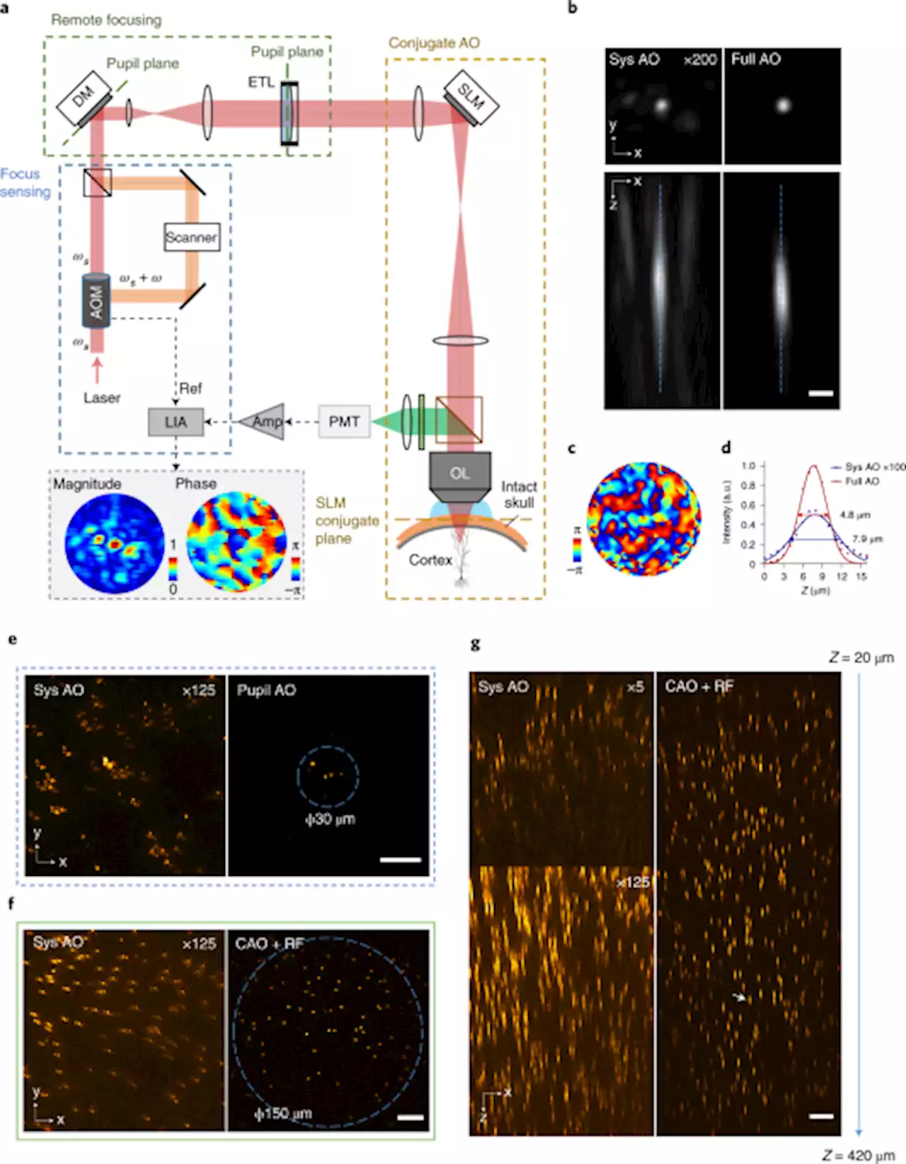 Deep tissue multi-photon imaging using adaptive optics with direct focus sensing and shaping - Nature Biotechnology