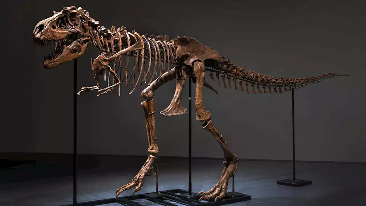 A Rare 10-Foot Dinosaur Skeleton Could Fetch Up to $8 Million at Auction