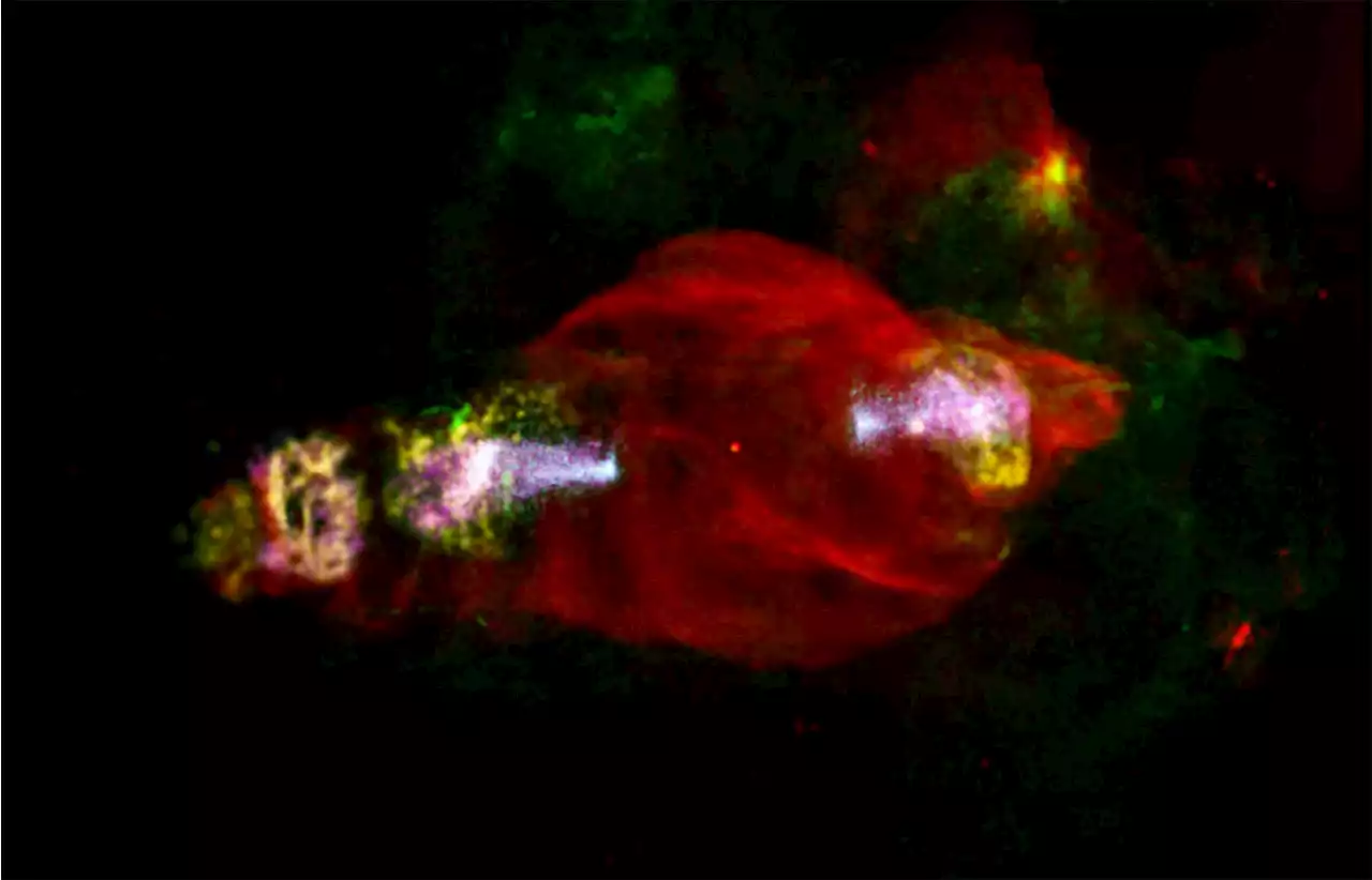 Beautiful Cosmic Creature Accelerates Particles From Head