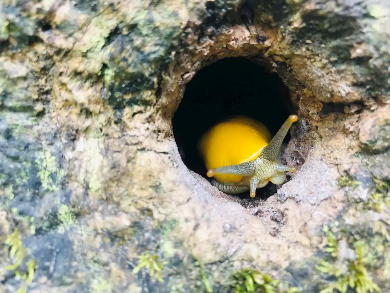 I hiked an obscure Calif. park. Tiny banana slugs were everywhere.