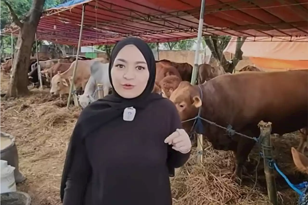 Nathalie Holscher Beli Sapi Kurban Perdana Tanpa Libatkan Sule, Harganya Rp85 Juta