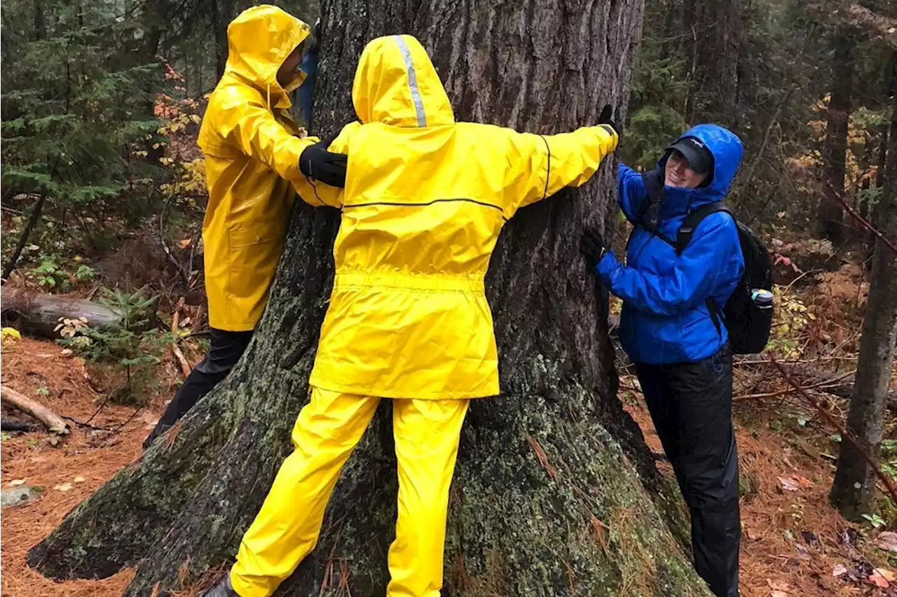 Falls, trees and an artist on Highway 17 (photos, video)