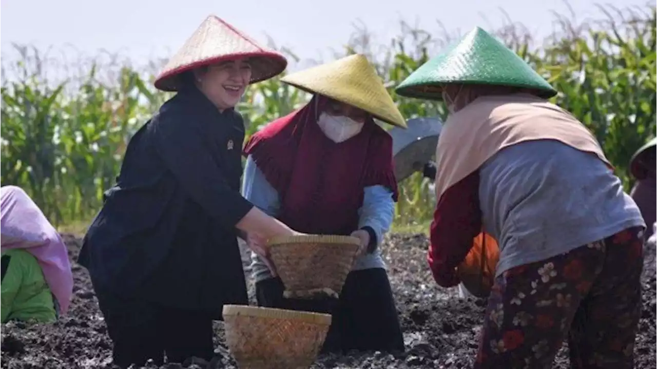 Kunjungi Brebes, Puan Dengarkan Keluhan Petani Soal Harga Pupuk Mahal