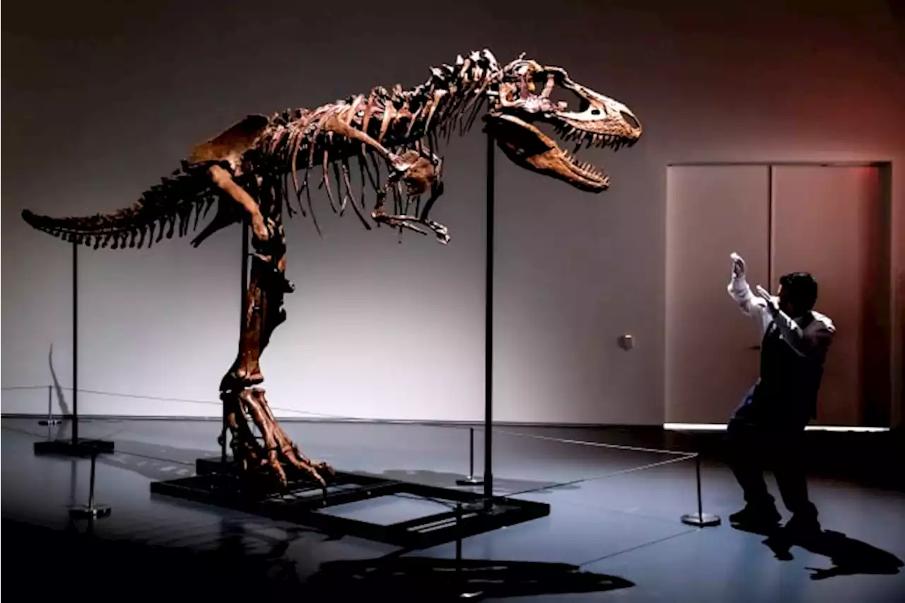 76 million-year-old dinosaur skeleton to be auctioned in NYC