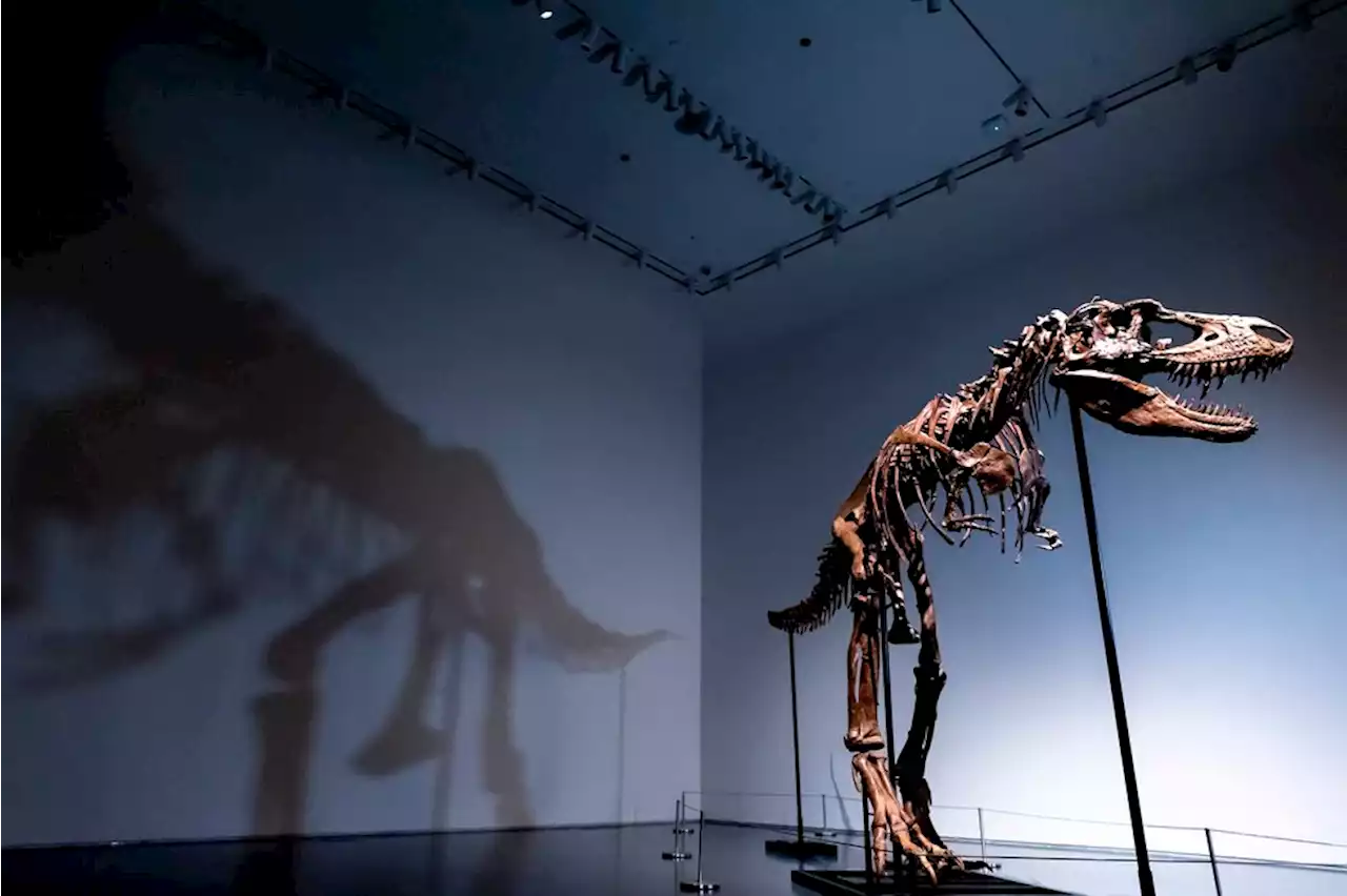 76 million-year-old dinosaur skeleton to be auctioned in NYC