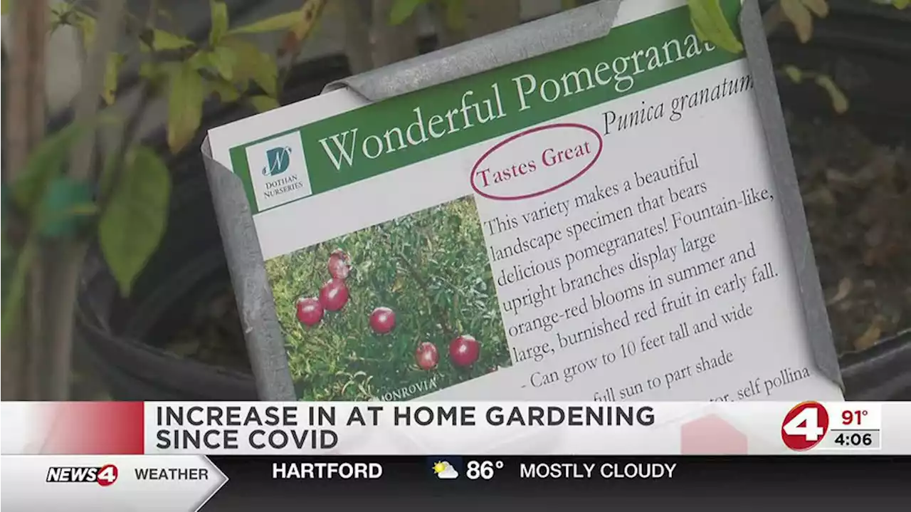 At home gardens rise in popularity since pandemic