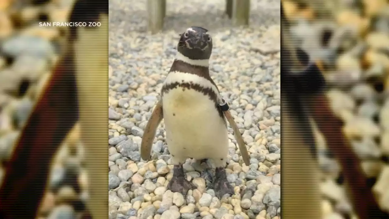 'Captain EO,' oldest Magellanic penguin at San Francisco Zoo, dies at 40