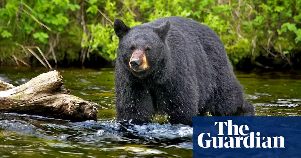 Four bears killed at Alaska park reserved for homeless people