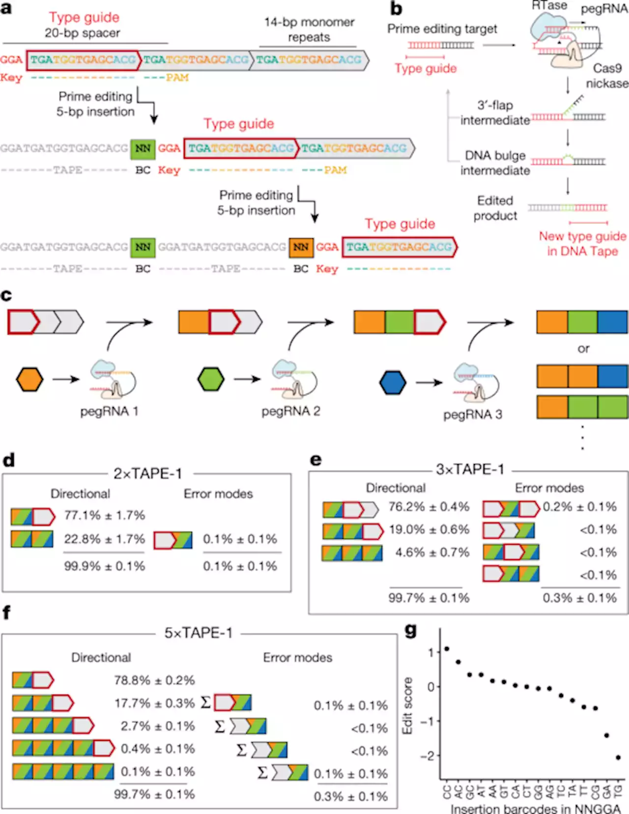 A time-resolved, multi-symbol molecular recorder via sequential genome editing - Nature