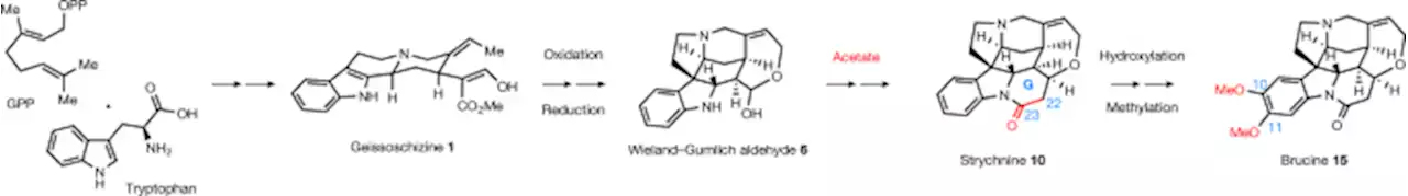 Biosynthesis of strychnine - Nature