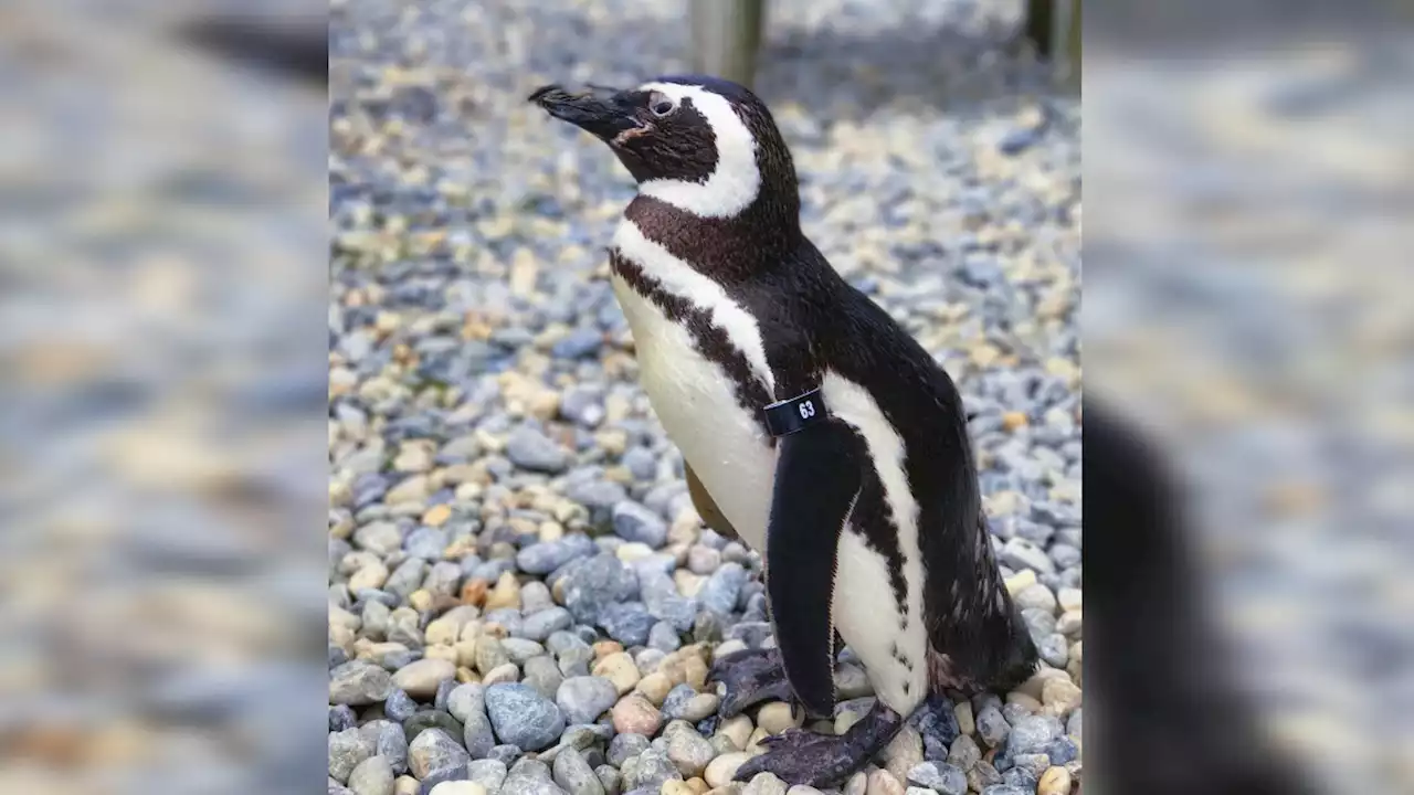 Beloved Penguin, Founding Member of SF Zoo's Magellanic Colony Dies