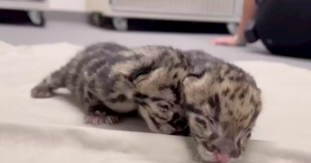 Nashville Zoo welcomes leopard cubs